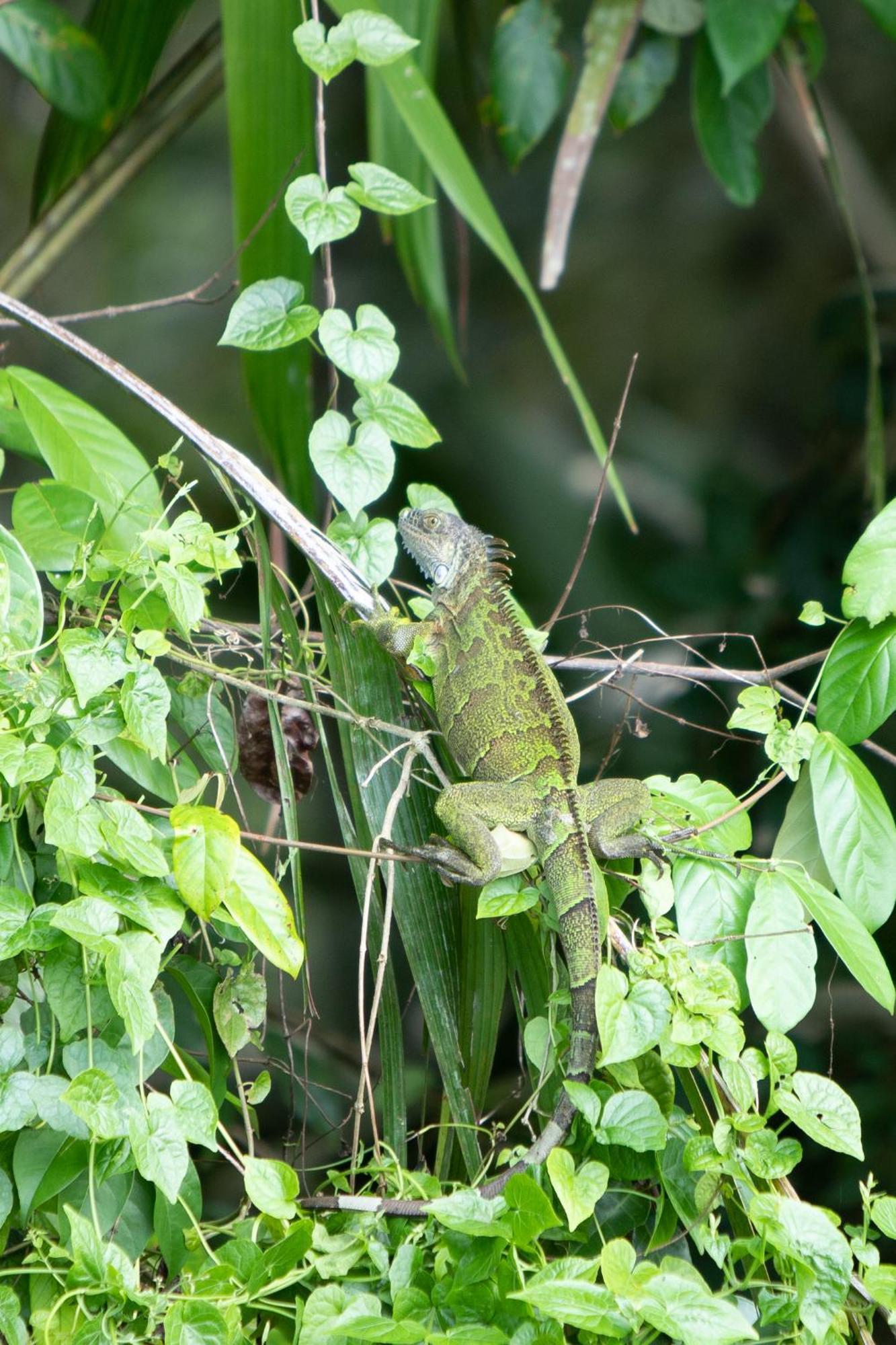 Pachira Lodge Тортугеро Экстерьер фото